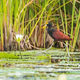 A bird steps among the mangrove forest.